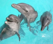 #4 Swim with Dolphins